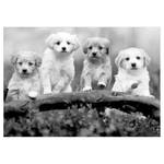 Vlies-fotobehang Four Puppies vlies - zwart/wit - 200 x 140 cm