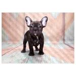 Vlies Fototapete French Bulldog Vlies - Mehrfarbig - 200 x 140 cm