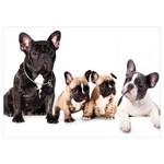 Vlies Fototapete French Dogs Vlies - Mehrfarbig - 150 x 105 cm