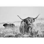 Fototapete Kuh Vlies - Schwarz-Weiß - 400 x 280 cm