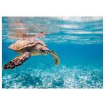 Wandbild Traveling Turtle Polyester PVC / Fichtenholz - Blau