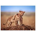 Leinwandbild Tiere Brothers Löwen Afrika Polyester PVC / Fichtenholz - Blau  / Grün