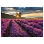 Leinwandbild Lavender Fields Polyester PVC / Fichtenholz - Lila