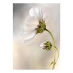 Impression sur toile Blumen Cosmos Polyester PVC / Épicéa - Blanc / Vert