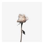 Leinwandbild Rosen The White Rose Polyester PVC / Fichtenholz - Pink