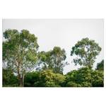 Impression sur toile Treetop Polyester PVC / Épicéa - Vert / Blanc