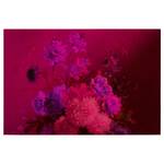 Leinwandbild Bouquet Polyester PVC / Fichtenholz - Rosa