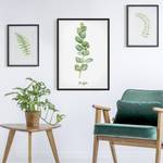 Tableau déco Eucalyptus botanique Papier / Pin - Blanc - 70 x 100 cm
