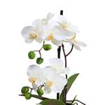 Orchidee im Topf FLORISTA Eisen / Polyethylen - Weiß