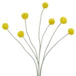 Craspedia FLORISTA Fer / Polyester PVC - Jaune