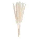 Fiori secchi Erba pampas FLOWER MARKET Foglie - Crema