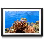 Ingelijste afbeelding Corals Reef sparrenhout/acrylglas