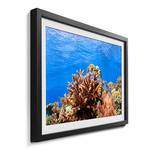 Gerahmtes Bild Corals Reef Fichte / Acrylglas
