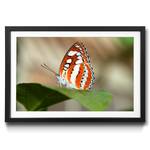 Gerahmtes Orange Butterfly Bild
