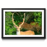 Gerahmtes Bild Watching Deer Fichte / Acrylglas