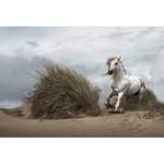 Fotobehang Paard Strand vlies - wit / grijs / groen - 3,84cm x 2,6cm