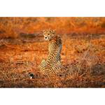 Fototapete Leopard Safari Vlies - Orange - Breite: 384 cm