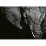 Fototapete Elefant Vlies - Schwarz / Grau