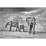 Papier peint Famille d’éléphants Intissé - Noir / Blanc / Gris - 3,84 x 2,6 cm