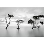 Fototapete Bäume im See Vlies - Schwarz / Weiß / Grau