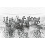 Fotobehang Paarden Dieren vlies - grijs / wit - 3,84cm x 2,6cm