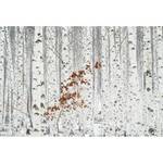 Papier peint Forêt de bouleaux III Intissé - Gris / Blanc / Rouge - 3,84 x 2,6 cm