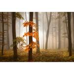 Fotomurale Foresta in autunno Tessuto non tessuto - Arancione / Beige / Marrone - 3,84cm x 2,6cm