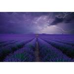 Fotobehang Field of Lavender vlies - 3,84cm x 2,6cm - Breedte: 3.8 cm