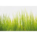 Fototapete High Grass Vlies - Grün / Weiß - Breite: 384 cm