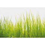 Papier peint High Grass Intissé - Vert / Blanc - 3,84 x 2,6 cm - Largeur : 384 cm