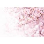 Fotomurale Fiori di ciliegio Tessuto non tessuto - Bianco / Rosa - 3,84cm x 2,6cm