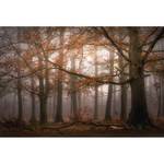 Fotobehang Foggy Autumn Forest vlies - 3,84cm x 2,6cm