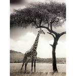 Fotobehang Giraffe Safari vlies - zwart / wit - 1,92cm x 2,6cm - Breedte: 1.9 cm