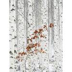 Papier peint Forêt de bouleaux Intissé - Gris / Blanc / Rouge - 1,92 x 2,6 cm