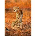 Fotobehang Leopard Safari vlies - 1,92cm x 2,6cm - Breedte: 192 cm