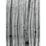 Fototapete Birch Forest In Water The