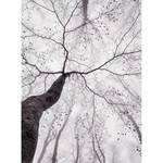 Fototapete Baum Wald Vlies - Schwarz / Weiß