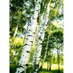 Fotobehang Sunshine Forest vlies - groen / wit / bruin - 1,92cm x 2,6cm