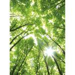 Fotomurale Foresta e sole Tessuto non tessuto - Bianco / Verde - 1,92cm x 2,6cm