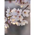 Fototapete Cherry Blossoms Vlies - Rosa / Weiß / Grau