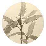 Vlies-fotobehang Banana Plant vlies - meerdere kleuren