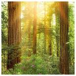 Papier peint Redwood Intissé - Vert / Jaune