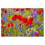 Vinylteppich Sommerwiese mit Mohn Vinyl / Polyester - 150 x 100 cm