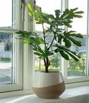 Kunstpflanze Fig Tree Polyethylen - Grün
