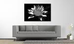 Quadro Nymphaea Abete massello / Tessuto misto - 80 x 120 cm - Nero / Bianco