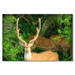 Leinwandbild Watching Deer Fichte Massiv / Mischgewebe - 80 x 120 cm