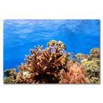Impression sur toile Coral Reef Épicéa massif / Tissu mélangé - 80 x 120 cm