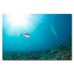 Quadro Colorful Reef Abete massello / Tessuto misto - 80 x 120 cm