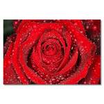 Leinwandbild Morning Rose Fichte Massiv / Mischgewebe - 80 x 120 cm - Rot