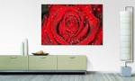 Leinwandbild Morning Rose Fichte Massiv / Mischgewebe - 80 x 120 cm - Rot